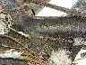 1HD1KBC12JB****** Repairable 2018 Harley-Davidson FLHXS in Des Moines