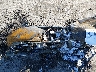 1HD1KBC12JB****** Repairable 2018 Harley-Davidson FLHXS in Iowa State