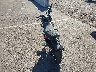 JKABRRJ17SD****** Salvage and Repairable 2025 Kawasaki Z125 PRO in Arizona State