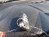 3FA6P0HD2LR****** Salvage 2020 Ford Fusion in California State