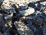 ZHWUC1ZD5FL****** Salvage 2015 Lamborghini Aventador in Phoenix