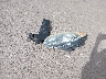 KNDJN2A26E7****** Wrecked 2014 Kia Soul in Hawaii State