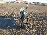 1HD1JD5177Y****** Salvage and Repairable 2007 Harley-Davidson Softail Deluxe in Arizona State