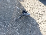 3KPFT4DE1SE****** Wrecked 2025 Kia K4 in California State