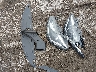 2C4RC1FG2JR****** Wrecked 2018 Chrysler Pacifica in Tennessee State