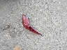 JN1EV7AR2KM****** Wrecked 2019 Infiniti Q50 in New York State
