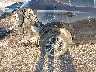 KL4MMDSL5NB****** Salvage and Repairable 2022 Buick Encore in Tulsa