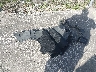 1N4BL4BV2RN****** Salvage 2024 Nissan Altima in Florida State
