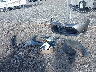 5YFBPRHE3HP****** Wrecked 2017 Toyota Corolla in Montana State