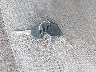1J4FA49S03P****** Salvamento 2003 Jeep Wrangler en Estado de Georgia