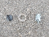 1B7HF13Z4WJ****** Salvage 1998 Dodge Ram 1500 in Oregon State