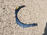 5NMP5DGL6RH****** Wrecked 2024 Hyundai Santa Fe in Virginia State
