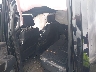 1FT8W3BM4RE****** Salvamento y Reparables 2024 Ford F-350 en Estado de Maryland