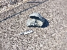 4T1BF1FK3CU****** Wrecked 2012 Toyota Camry in Mississippi State