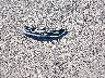 2G1105S32H9****** Wrecked 2017 Chevrolet Impala in Arizona State