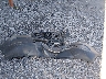 W1Y4NCHY9RT****** Salvamento 2024 Mercedes-Benz Sprinter 2500 en Estado de Mississippi