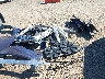 5YJ3E1EA3TF****** Salvage 2026 Tesla Model 3 in California State