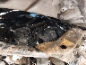 4A4AR3AU3DE****** Repairable 2013 Mitsubishi Outlander in Sioux Falls