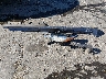 4T1F31AK2PU****** Wrecked 2023 Toyota Camry in Mississippi State