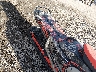 2BPSTSND6NV****** Destrozados 2022 Ski-Doo Renegade Adrenaline 850 en Billings
