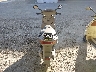VTHBL3AA13G****** Salvage and Repairable 2003 Derbi Boulevard 150 in California State