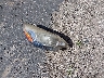 KNADM4A30E6****** Wrecked 2014 Kia Rio in California State