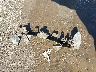 1G1BF5SM8H7****** Wrecked 2017 Chevrolet Cruze in Ohio State