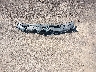 4T1B61HK6JU****** Wrecked 2018 Toyota Camry in Mississippi State