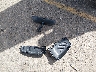 3MZBN1L31JM****** Wrecked 2018 Mazda 3 in Colorado State