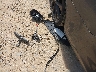3N1AB7AP4HY****** Destrozados 2017 Nissan Sentra en Estado de Carolina del Norte