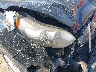 KNDPM3AC1K7****** Reparables 2019 Kia Sportage