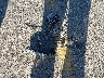 3N1AB8DV3NY****** Wrecked 2022 Nissan Sentra in California State