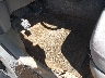 JTDKB20U040****** Salvage and Repairable 2004 Toyota Prius in Hawaii State
