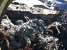 KNADN4A39D6****** Salvage 2013 Kia Rio in West Palm Beach
