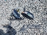 3FA6P0G74LR****** Wrecked 2020 Ford Fusion in West Virginia State