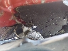 2HGFC2E80KH****** Salvage 2019 Honda Civic in Bridgeport