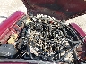 JBVLV49C1***** Used 1977 Jaguar S-Type in Chicago South