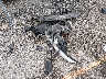 JN8AT3AB3MW****** Wrecked 2021 Nissan Rogue in Kentucky State