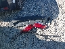 19XZE4F50NE****** Used and Repairable 2022 Honda Insight in Fremont