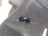 1D7HA18N52J****** Salvamento 2002 Dodge Ram 1500 en Estado de Texas