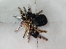 1G6KD54Y7WU****** Salvage 1998 Cadillac Deville in New Jersey State