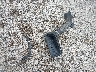 1F66F5KY6F0****** Destrozados 2015 Ford Commercial Chassis en Estado de Kansas