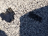 5UXWX9C50E0****** Wrecked 2014 BMW X3 in Georgia State