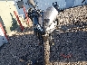ML5EXER10RD****** Usados y Reparables 2024 Kawasaki Ninja 650 en Estado de Kansas