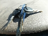 1HGCG5559YA****** Salvage 2000 Honda Accord in Oklahoma State