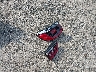3C4NJDAN1RT****** Salvage and Wrecked 2024 Jeep Compass in Atlanta South