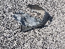 4T1BF1FK2GU****** Wrecked 2016 Toyota Camry in South Carolina State