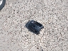 5NPEB4AC3BH****** Wrecked 2011 Hyundai Sonata in Texas State