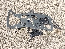1FA6P8TH9J5****** Wrecked 2018 Ford Mustang in Oregon State