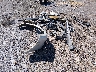 5LMFU275X5L****** Destrozados 2005 Lincoln Navigator